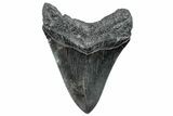 Serrated, Fossil Megalodon Tooth - South Carolina #288200-1